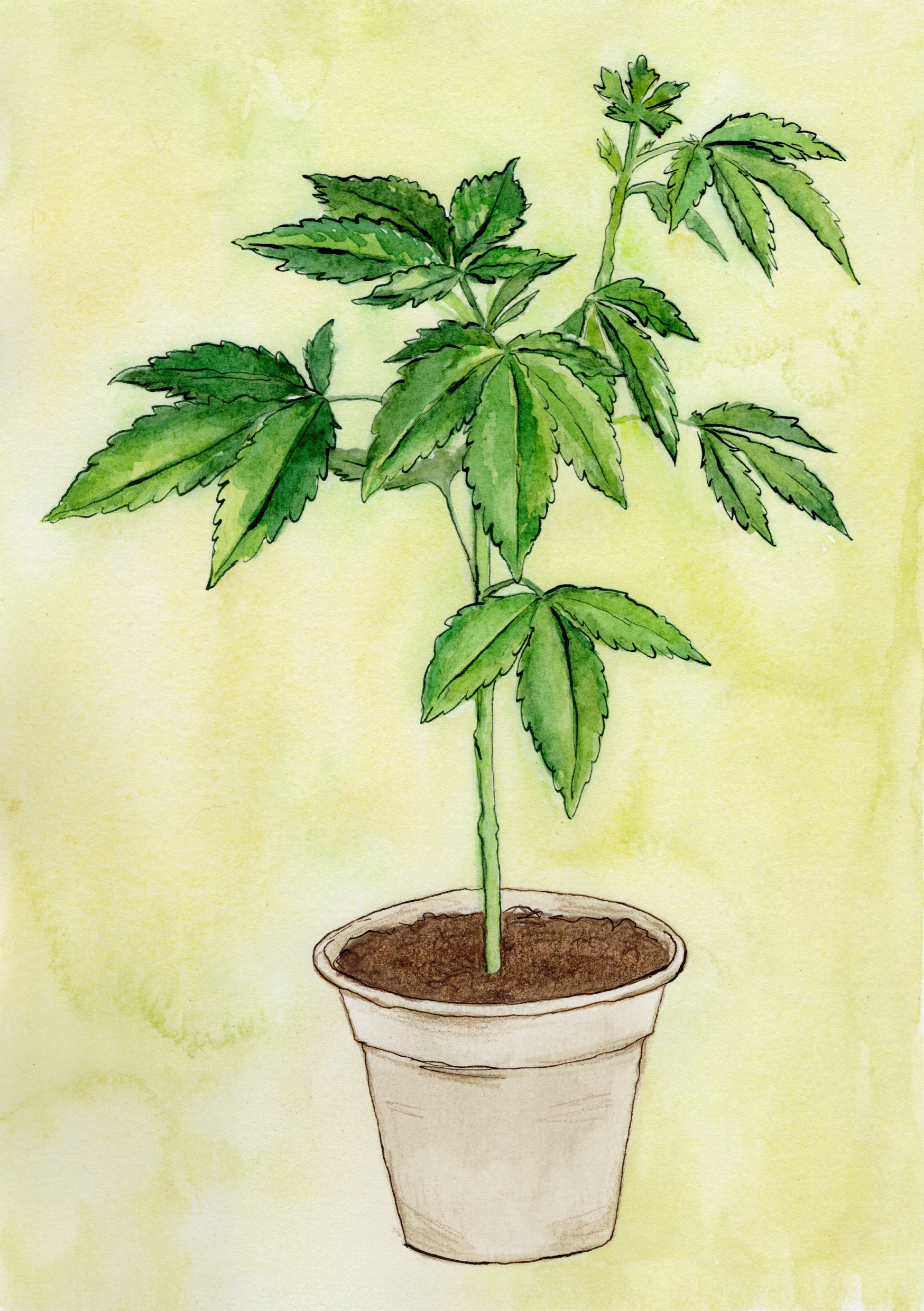 Cannabis wall art hand painted with ink and watercolour