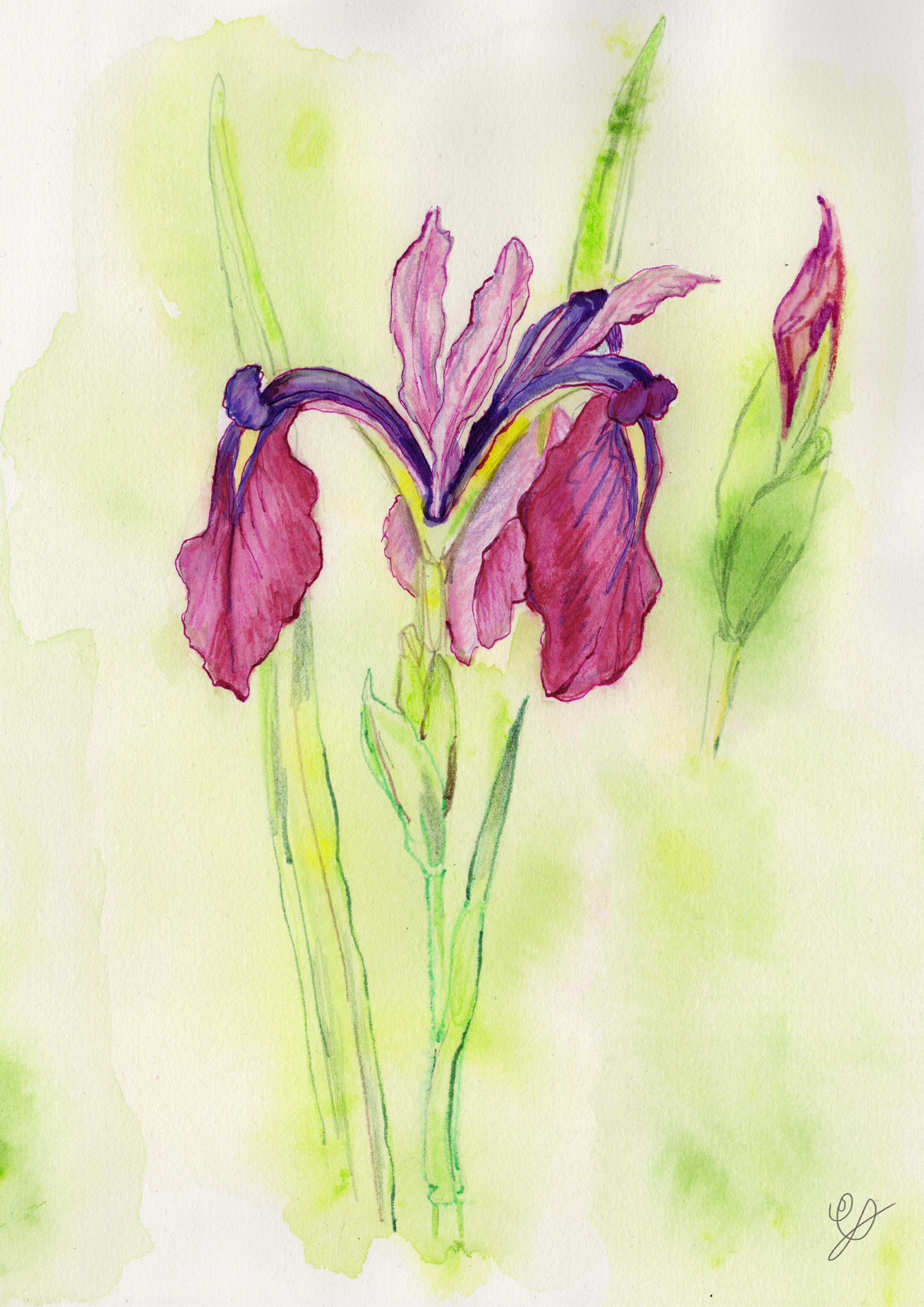 a iris flower painted in watercolour ink and colour pencil