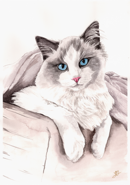 a watercolour painting commission of a ragdoll cat