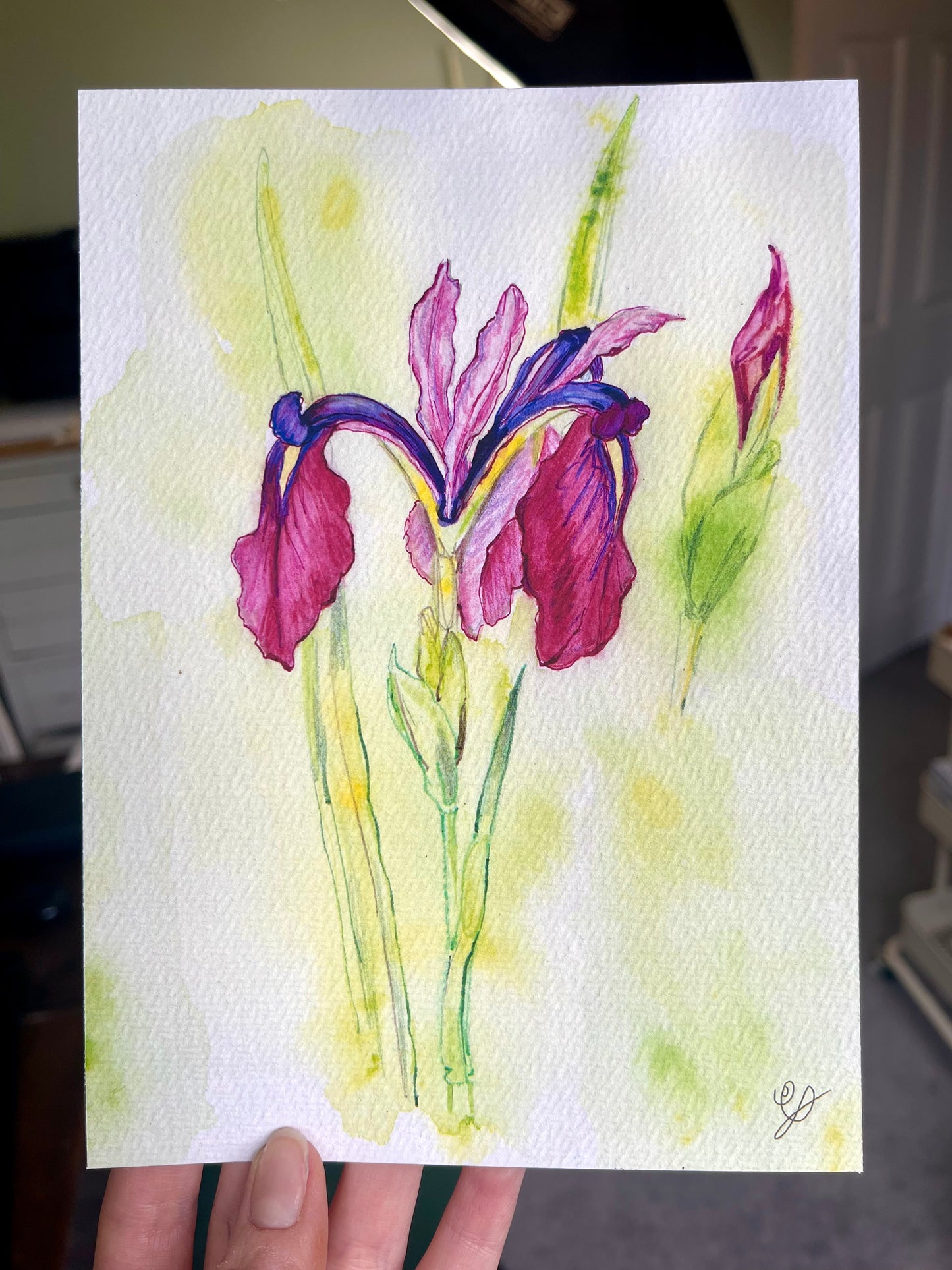 A vibrant print of a watercolour iris flower