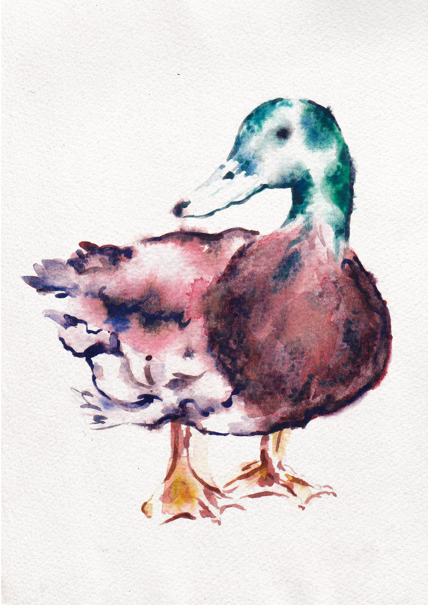 Watercolour Duck | Original Painting